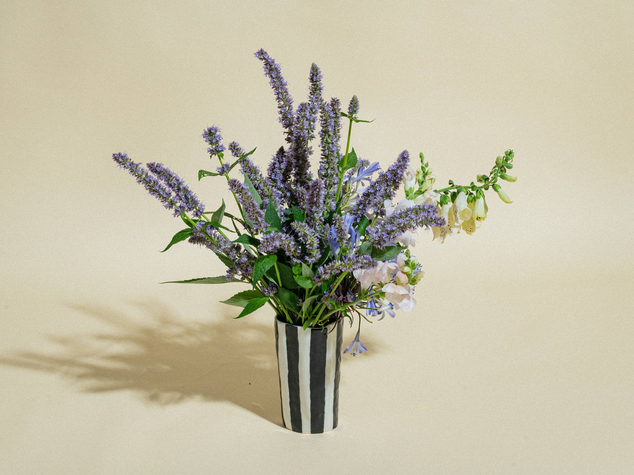 Black Stripe Collection